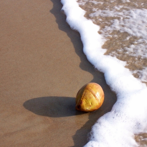 Młody kokos wyrzucony na plaże. Jego zielono-brązowa skórka chroni wnętrze orzecha przed wyschnięciem